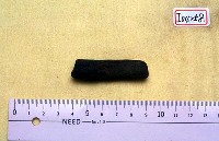 藏品(麂羌角一段)的圖片